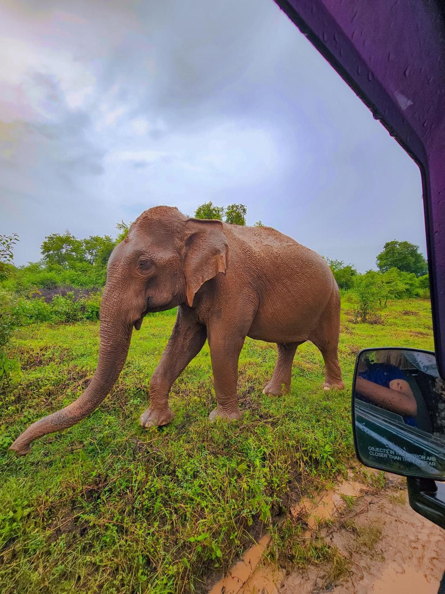 Bright Sun Safari Hotel Udawalawe Ngoại thất bức ảnh